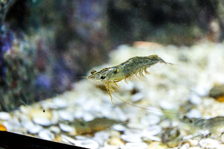 Close up soft focus of Shrimp in tank at aquarium
