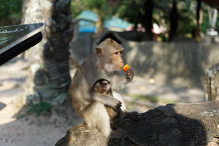 Adult monkeys sits and eating food with monkey baby in the park.