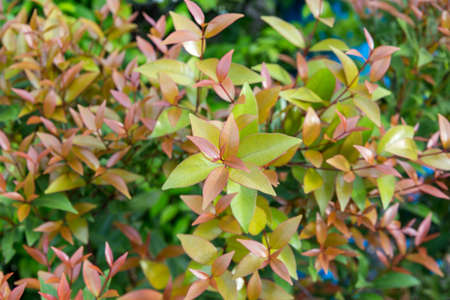 syzygium austral Red leaf for natural background, Australian Rose Apple, Brush Cherryの写真素材