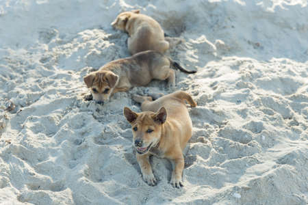 Group of Thai puppy playing on the beach digging sand. Cute small domestic dog.の写真素材