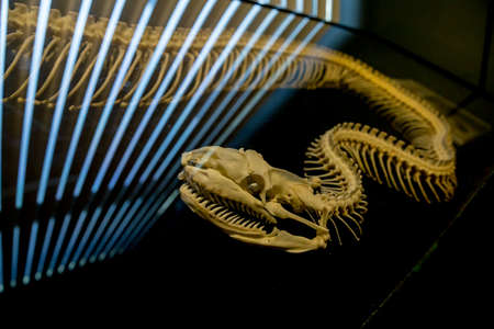 the skeleton of snakeの写真素材