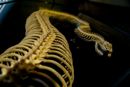 the skeleton of snakeの写真素材