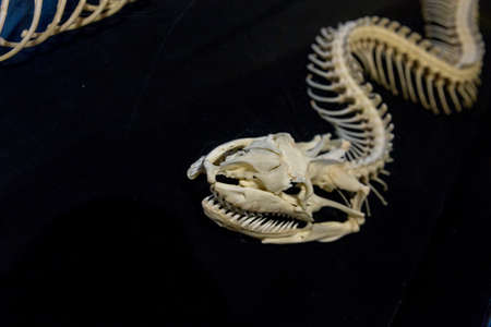 the skeleton of snakeの写真素材
