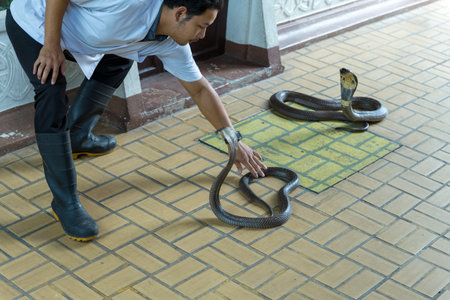 Bangkok / Thailand - May 11 2018: Man performing a Snake Show and shown to tourists at Serpentarium, Thai Red Cross Society.のeditorial素材