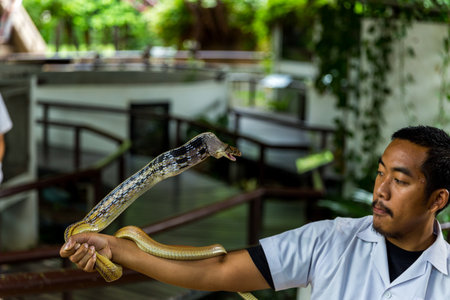 Bangkok / Thailand - May 11 2018: Man performing a Snake Show and shown to tourists at Serpentarium, Thai Red Cross Society.のeditorial素材
