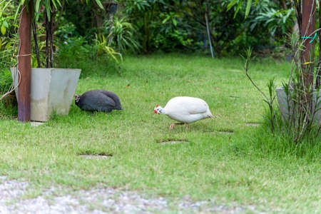 Domestic white and gray guinea fowl is walking on green grass.