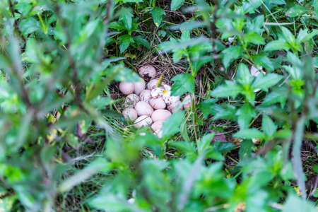 Egg of guinea fowl in the dense grasses.の写真素材