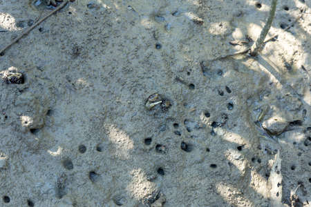 Mangrove crab feeding on mudflats during low tide. (Sesarma mederi)の写真素材