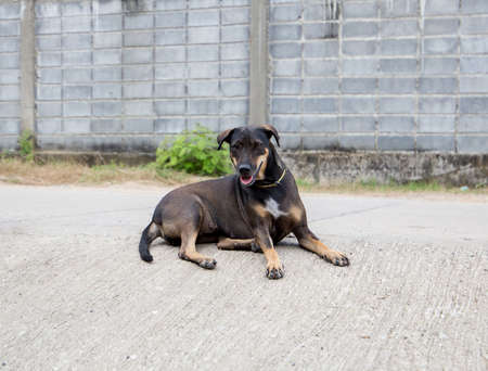 Thai dog sitting on the cement floorの写真素材