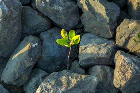 Young red mangrove tree(Rhizophora apiculata) around with rock.