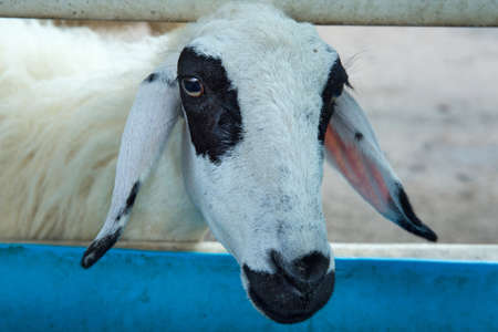Close up headshot of Sheep head in the farm.