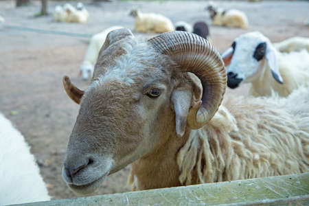 Close up headshot of Sheep head in the farm.の写真素材