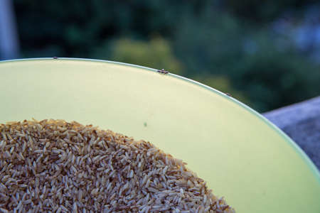 Close up of adult rice weevils on rice grains.の写真素材