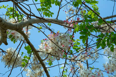 Horse Cassia White and pink flowers in sweet tones and sky. (Kalapapruek flower)