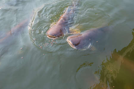 Pangasius fish Swimming and feed breathe.