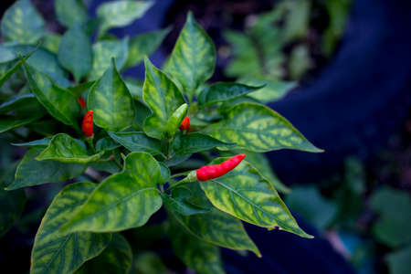 Red chilies grown in pots