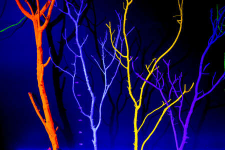 Black lights of tree at dark, Black isolatedの写真素材
