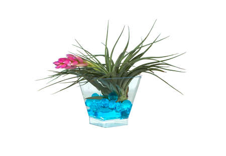 Tillandsia cyanea, pink quill, air plant in a cup, isolated white backgroundの写真素材