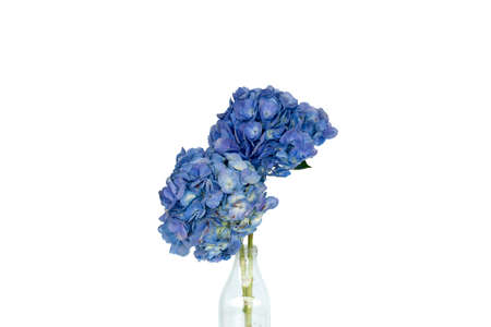 Blue hydrangea flower with blue bubble Soil science in transparent bottle.の写真素材