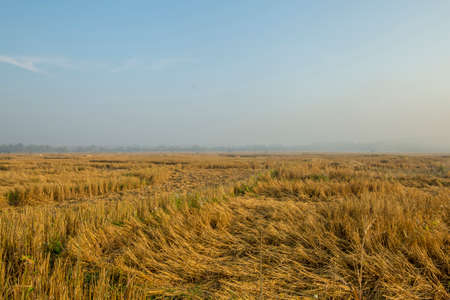 After cutting the rice field in the mist background.の写真素材