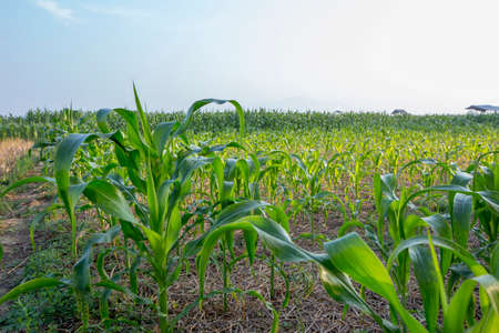 View of green cornfield with blue sky in Thailand