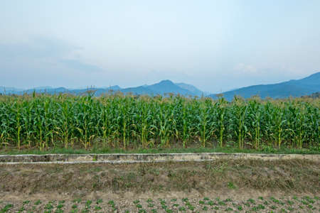 View of green cornfield with blue sky in Thailand