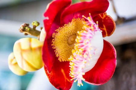 Big Shorea robusta flower, focus selective.