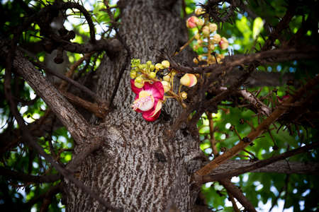 Big Shorea robusta flower, focus selective.
