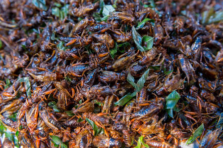 Fried Gryllotalpa for sale at a market in Bangkok, focus selective.