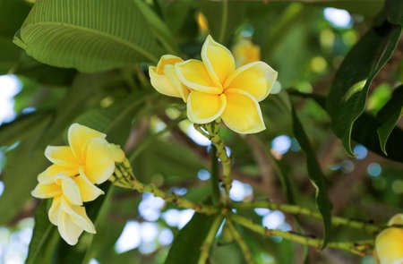 Frangipani flowers close up beautiful Plumeria. Thailand spa and therapy flower, focus selective