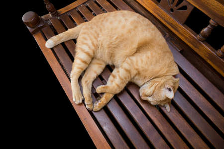 Top view of Red tabby cat sleepy on table, on black background.の写真素材