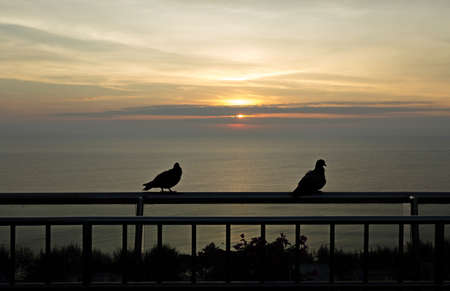 Two doves greeted the dawn at sea, a couple of pigeons, beautiful romantic love sea.