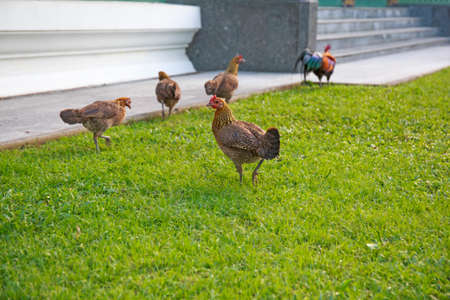 Thai chicken or beautiful thai rooster colorful chicken, focus selective.の写真素材