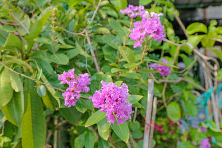 Lagerstroemia, crape myrtle flower, focus selective.の写真素材