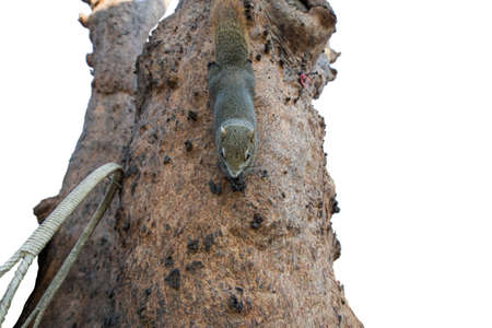 The Brown squirrel on the tree
