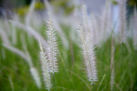 Rim light close up of white grass flowers flutter and waver on summer