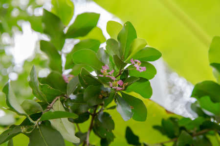 Close up Barbados or Acerola Cherry flower. (Malpighia glabra)