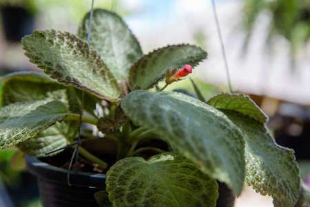 Close up of flower of beautiful coleus leafs, Plectranthus scutellarioides, focus selective.の写真素材