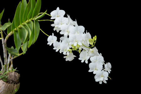 Die cut white orchid, on black isolated orchid flower in winter or spring day tropical garden.