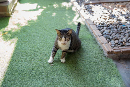 The cat (Felis catus) is a mammal in the family Felidae.