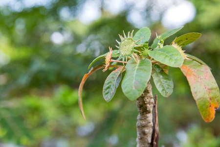 Cactus flower with buds and new bloomsの写真素材