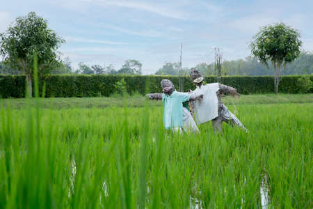 Scarecrow in rice field on blue sky, focus selective.の写真素材