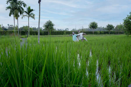 Scarecrow in rice field on blue sky, focus selective.の写真素材