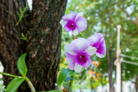 Orchid flower in the gardenの写真素材