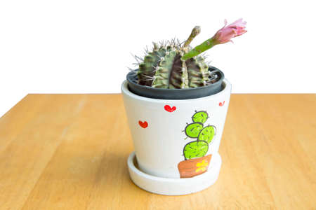 Die cut of Cactus in a small ceramic pot on wooden background, focus selective.の写真素材
