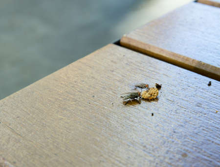 The Biscuits are being eaten by a fly.の写真素材