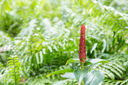 Indian Head Ginger or Red flower of Wild Ginger or Cheilocostus Speciosus, focus selective.の写真素材