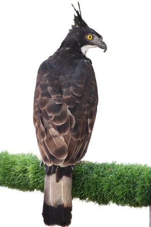 Portrait of a hawk,Look sideways or Thai falcon, focus selective.の写真素材