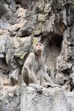 Macaque monkey sitting on a rock, focus selective.の写真素材