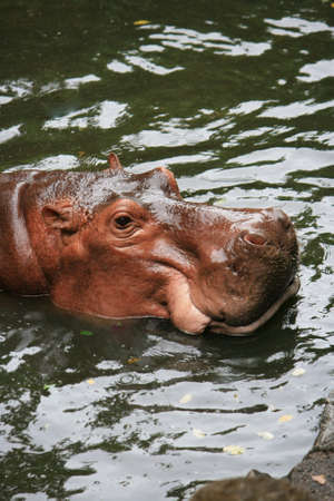 Hippopotamus in waterの写真素材
